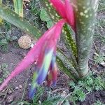 Billbergia saundersii Flor
