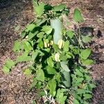 Aristolochia californica Φύλλο