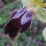 Ophrys lupercalis Mosusu