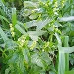 Mercurialis annua पत्ता