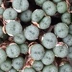 Conophytum flavum Habitatea