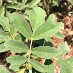 Rosa villosa Leaf