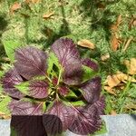 Amaranthus tricolor Folha