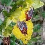 Ophrys lutea Flower