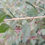 Cytisus nigricans Bark