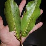 Pleodendron costaricense Leaf