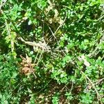 Rhaphithamnus spinosus Hábito