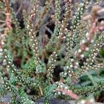 Epacris microphylla ഇല