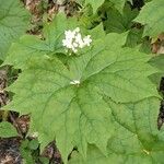 Diphylleia cymosa Hoja