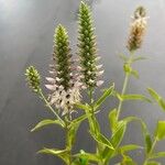 Coutoubea spicata Çiçek