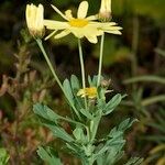 Argyranthemum maderense Beste bat