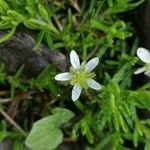 Moehringia ciliata Flower