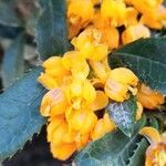 Berberis serratodentataFloare