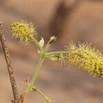 Combretum molle Flower