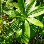 Lilium martagonBlad