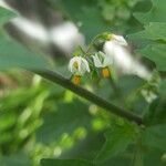 Solanum villosumFloro