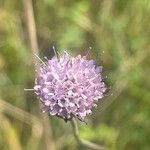 Scabiosa columbaria Blüte