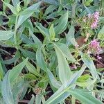 Valeriana lecoqii برگ