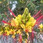 Caesalpinia gilliesii Flor