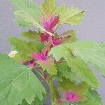 Chenopodium giganteum Blatt