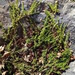 Salix serpillifolia Elinympäristö