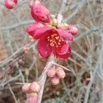 Chaenomeles speciosa Кветка