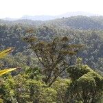 Planchonella glauca Habit