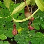 Nepenthes mirabilis Blüte