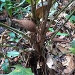 Bactris gastoniana Corteza