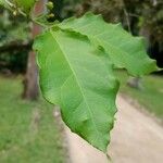 Bunchosia glandulifera Hoja