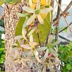 Petrea volubilis Цвят