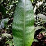 Heliconia sarapiquensis List