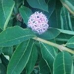 Dais cotinifolia Flower