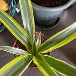 Dracaena fragrans List