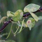 Teramnus labialis Folha