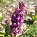 Himantoglossum robertianum Fula