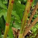 Costus afer Φλοιός