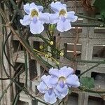 Thunbergia grandiflora花