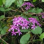 Pericallis papyracea Floro