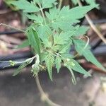 Cardiospermum halicacabum Leaf