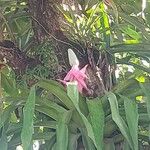 Aechmea mariae-reginae Flor