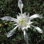 Pancratium maritimum Flower
