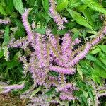 Elsholtzia stauntonii Flor