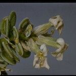 Dithyrea californica Flower