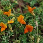 Lotus glaucus 花