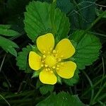 Potentilla indica Flower