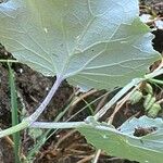 Pericallis aurita Yaprak