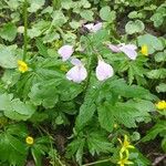 Cardamine pentaphyllos 花