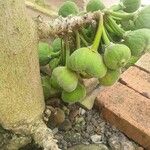 Ficus auriculata Fruit