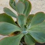 Echeveria cerrograndensis